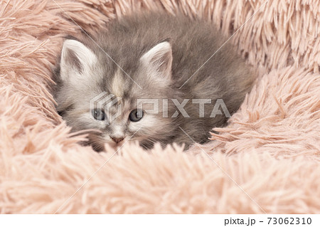 フカフカの猫ベッドに入ったメインクーンの子猫 フカフカの猫ベッドに入ったメインクーンの子猫 73062310
