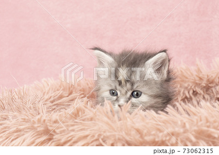 フカフカの猫ベッドに入ったメインクーンの子猫 フカフカの猫ベッドに入ったメインクーンの子猫 73062315