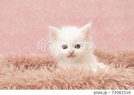 フカフカの猫ベッドに入った白いメインクーンの子猫 フカフカの猫ベッドに入った白いメインクーンの子猫 73062316