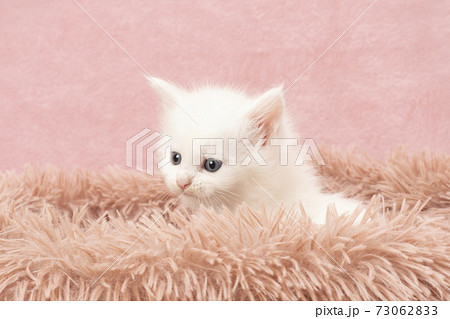 フカフカの猫ベッドに入った白いメインクーンの子猫 フカフカの猫ベッドに入った白いメインクーンの子猫 73062833