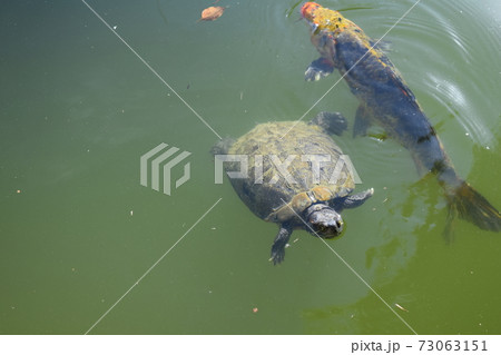 亀と鯉 73063151