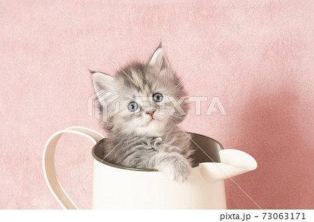 水差しに入ったメインクーンの仔猫 73063171