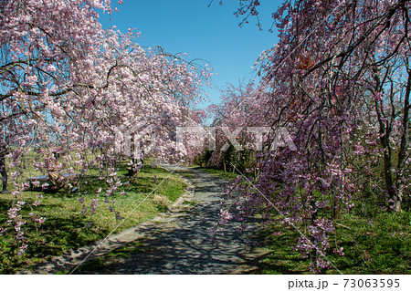 岡山市北区建部町　たけべの森公園のヤエベニシダレの桜並木 73063595