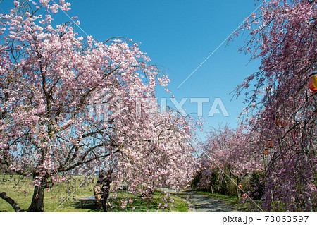 岡山市北区建部町　たけべの森公園のヤエベニシダレの桜並木 73063597
