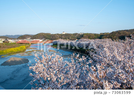 岡山県桜の名所 井原堤の桜並木は圧巻の写真素材