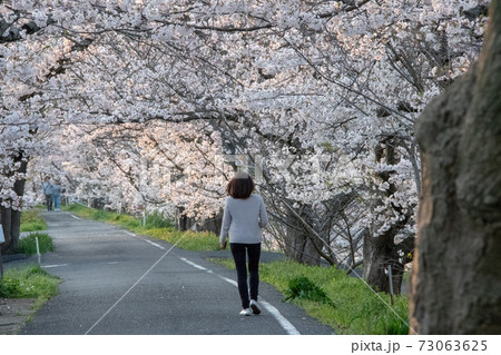 岡山県桜の名所　井原堤の桜並木は圧巻 73063625