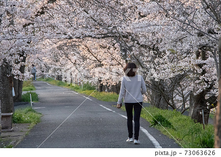 岡山県桜の名所　井原堤の桜並木は圧巻 73063626