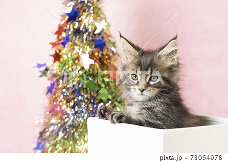 箱に入った仔猫とクリスマスツリー 73064978