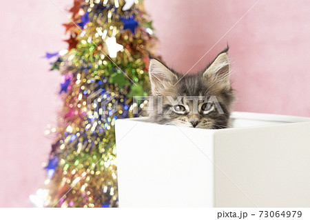 箱に入った仔猫とクリスマスツリー 73064979