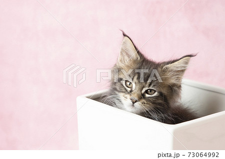 鉢カバーに入ったメインクーンの仔猫 73064992