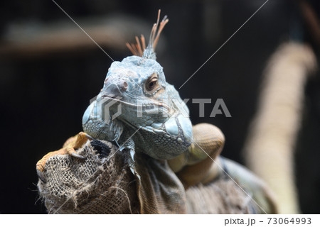 グリーンイグアナ 73064993