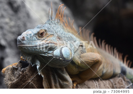 グリーンイグアナ 73064995