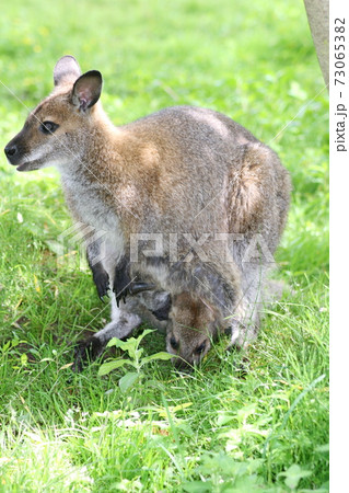 Red-necked Wallaby (Macropus rufogriseus) Red-necked Wallaby (Macropus rufogriseus) 73065382
