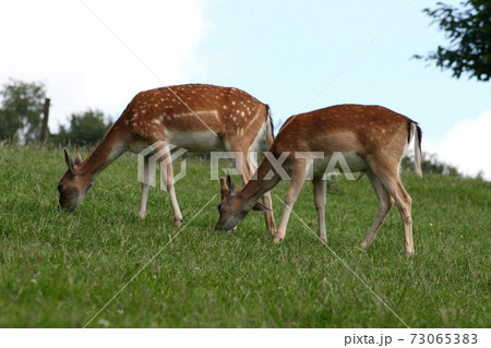 Fallow deer (Dama dama) Fallow deer (Dama dama) 73065383