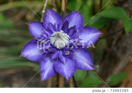 clematis flower  (Clematis) 73065385