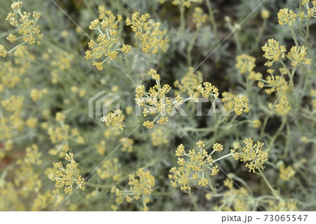 Italian everlasting flowers Italian everlasting flowers 73065547