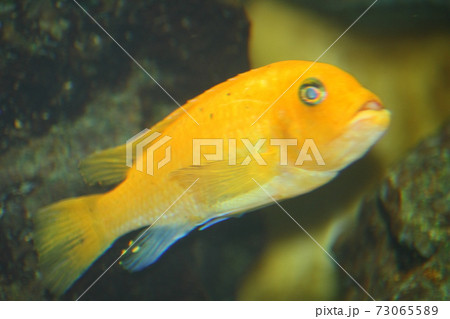 yellow cichlid  (Labidochromis caeruleus) 73065589