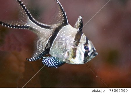 Banggai cardinalfish  (Pterapogon kauderni) 73065590