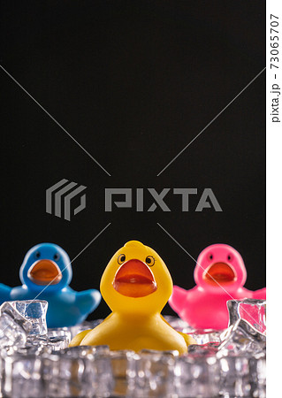 Rubber Bath Duck Toys stuck in ice on a black background 73065707