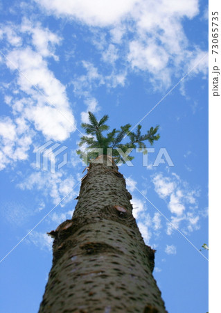 Tree trunk 73065735