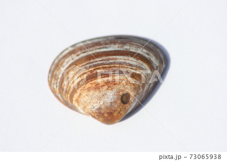 Seashell 73065938