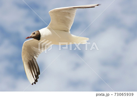 Black-headed Gull (Larus ridibundus) Black-headed Gull (Larus ridibundus) 73065939