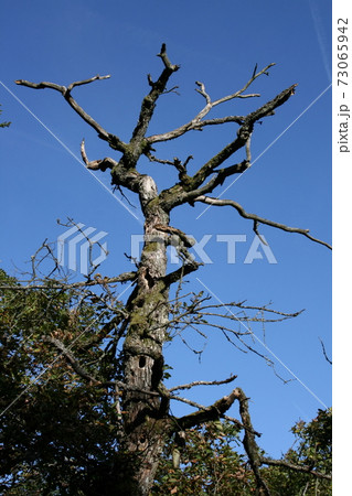 dead tree dead tree 73065942