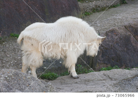 Mountain Goat 73065966