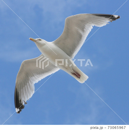 flying gull (Larus argentatus) flying gull (Larus argentatus) 73065967