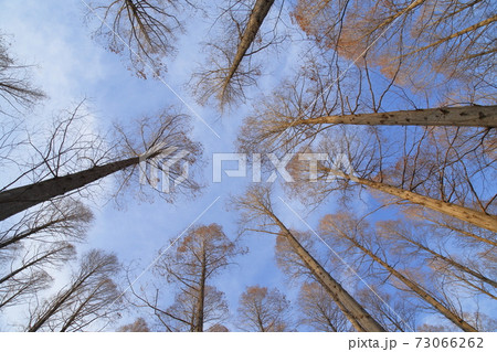 メタセコイアの森　水元公園　　 73066262