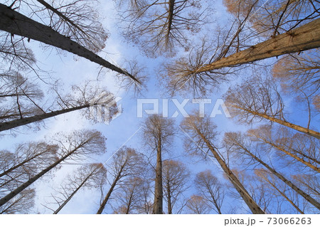 メタセコイアの森　水元公園　　 73066263