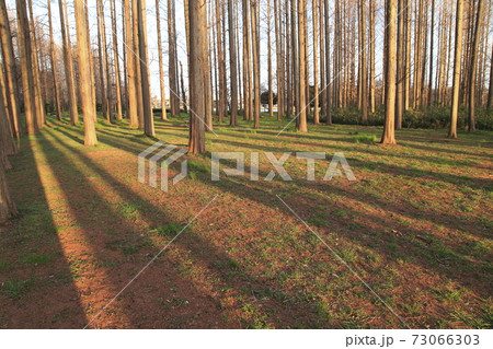 メタセコイアの森　水元公園 　　  73066303