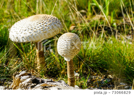 two grown up white Parasol mushroom with scaly hats in a pine forest edge 73066829