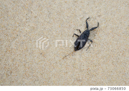 nepidae water scorpion