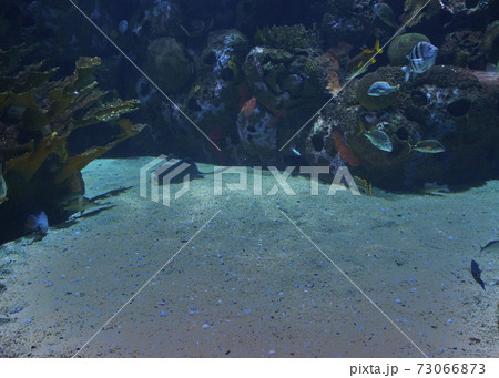 Set of goldfish in the ocean, Set of goldfish in the ocean, 73066873