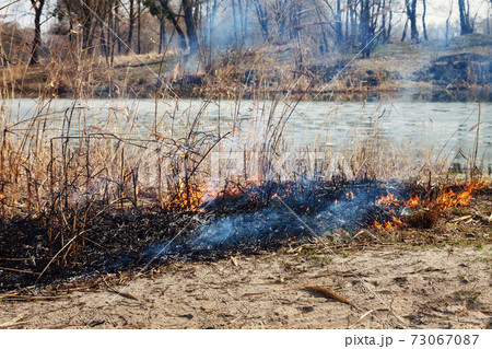 Strong fire in the forest on the lake. A lot of smoke on the background of the trees. Ashes, and Strong fire in the forest on the lake. A lot of smoke on the background of the trees. Ashes, and 73067087
