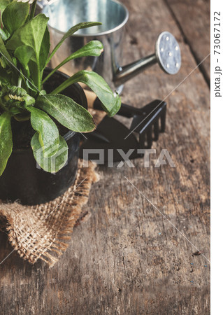 Garden tool, shovel, rake, watering can, bucket, tablets for plants, flower daisy in a flower pot on Garden tool, shovel, rake, watering can, bucket, tablets for plants, flower daisy in a flower pot on 73067172