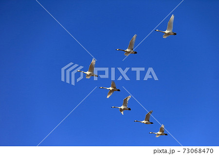 白鳥の隊列 白鳥の隊列 73068470
