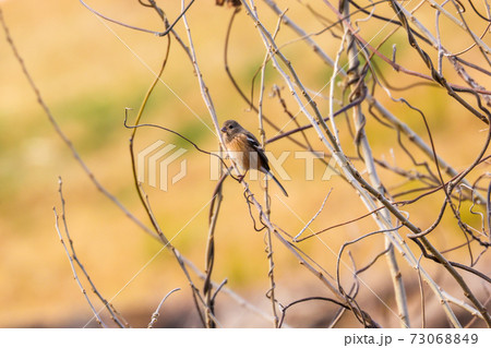 細い枝にとまるベニマシコのメス 73068849