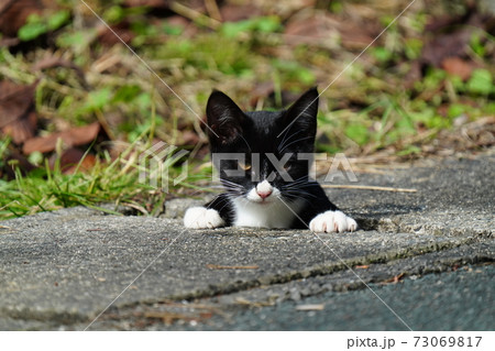 お気に入りの場所 側溝の隙間から顔を出して周りを見回す野良猫の達の写真素材