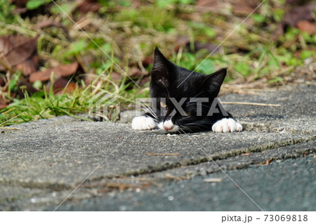 お気に入りの場所 側溝の隙間から顔を出して周りを見回す野良猫の達の写真素材