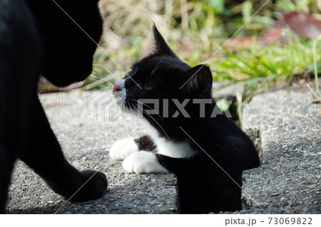お気に入りの場所 側溝の隙間から顔を出して周りを見回す野良猫の達 お気に入りの場所 側溝の隙間から顔を出して周りを見回す野良猫の達 73069822