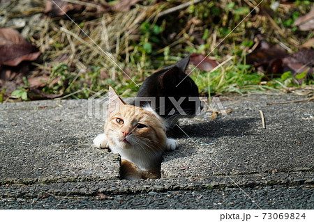 お気に入りの場所 側溝の隙間から顔を出して周りを見回す野良猫の達 お気に入りの場所 側溝の隙間から顔を出して周りを見回す野良猫の達 73069824
