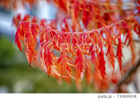 The beauty of autumn colors.  73069938