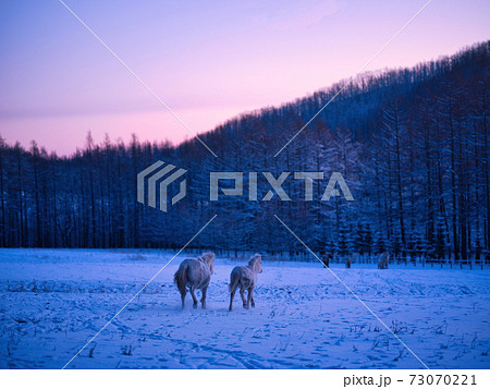 道産子の親子 73070221