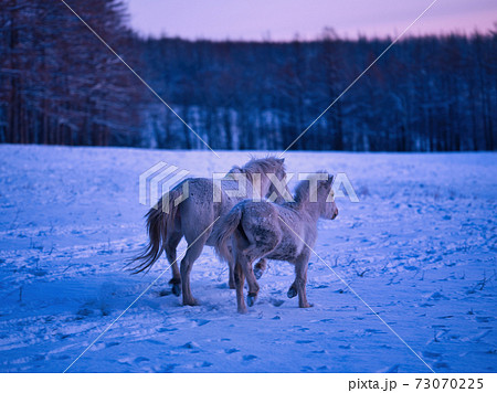 道産子の親子 道産子の親子 73070225