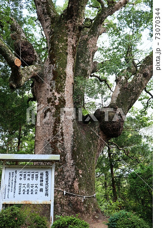 稲佐神社のご神木 73070344
