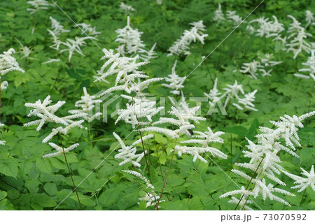 アカショウマの花 73070592