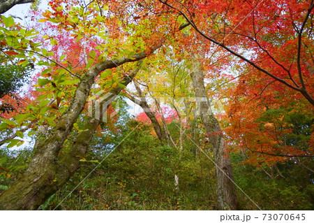 風情 紅葉狩り 風情 紅葉狩り 73070645
