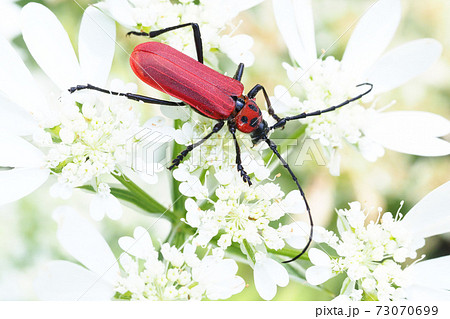 オルレアの花に止まるベニカミキリ オルレアの花に止まるベニカミキリ 73070699